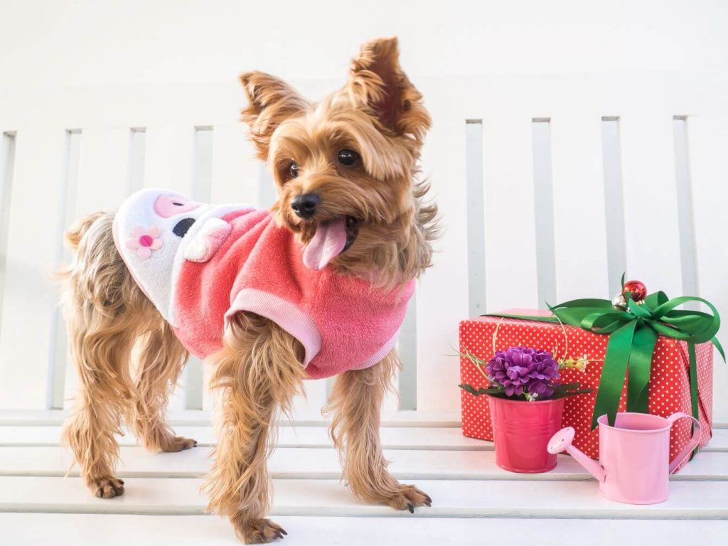 Business Category: Animals & Pets – Webshopsy’s Ecommerce Design Services